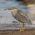 Herons Group